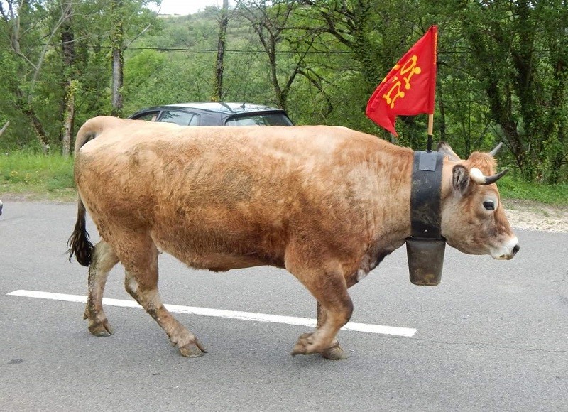 drapeau occitan pavillon languedoc étendard occitanie 